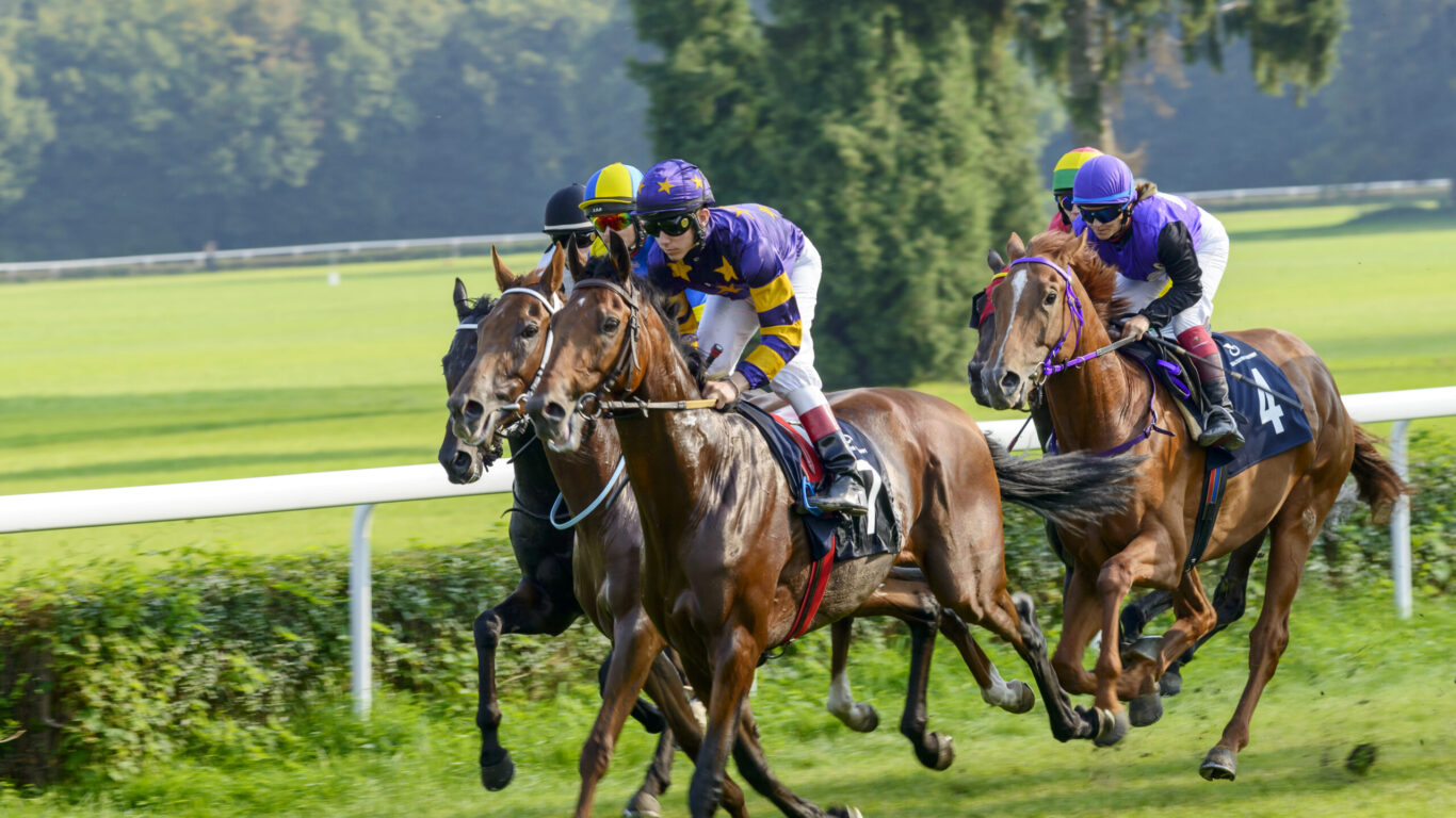 Race horses Killarney