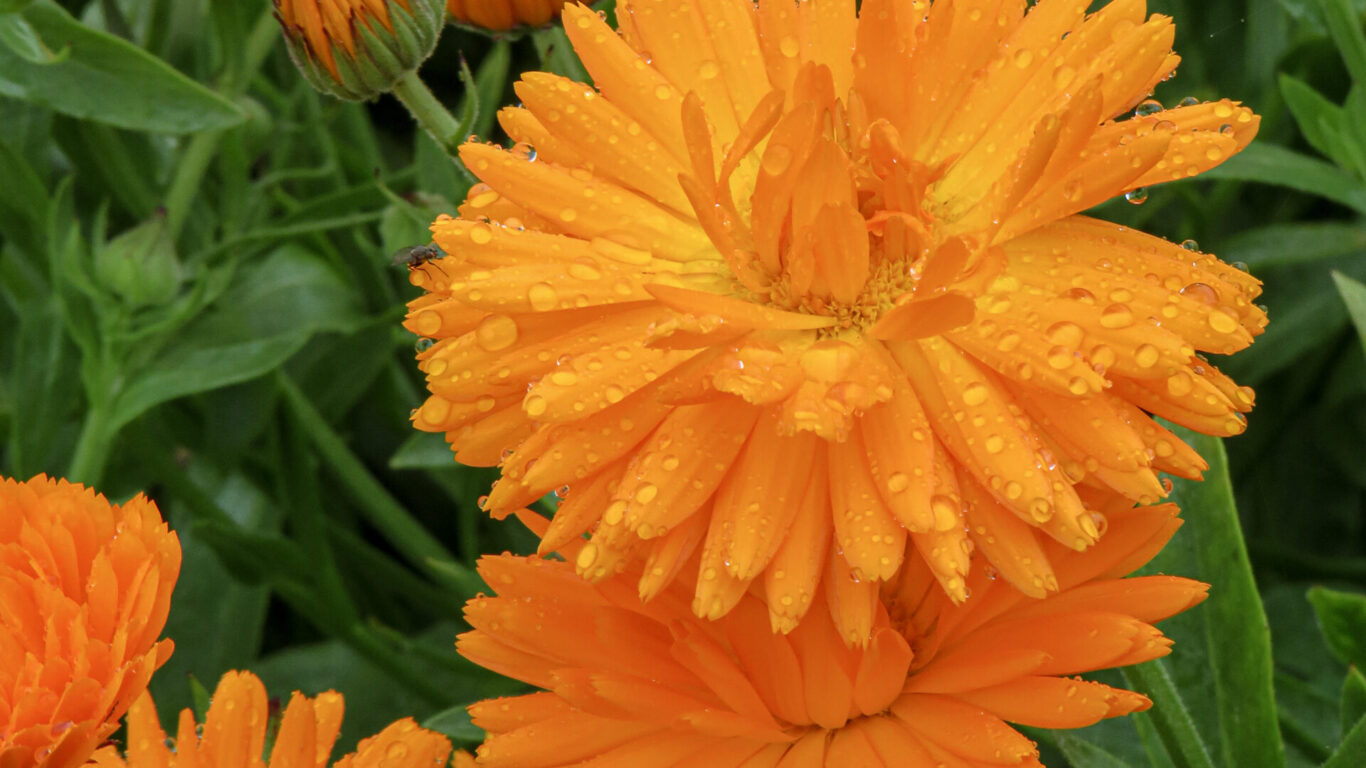 organic-calendula